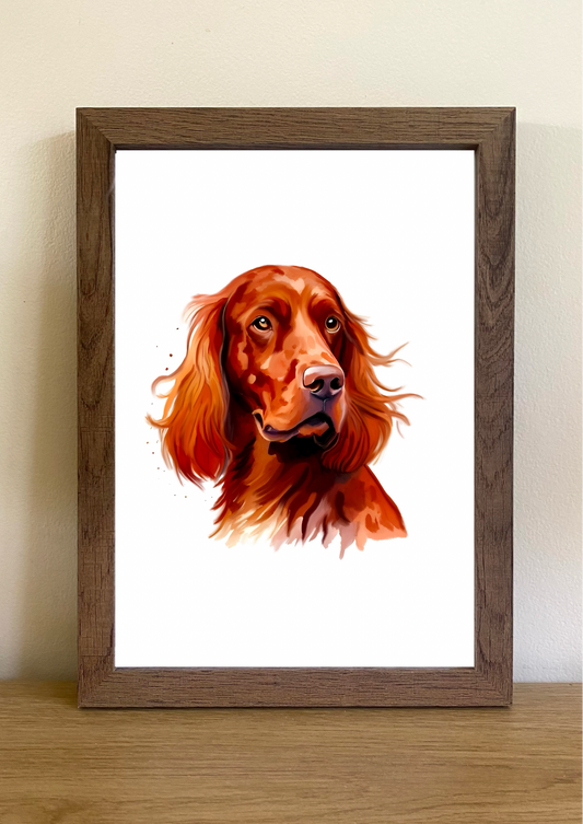 Irish Setter