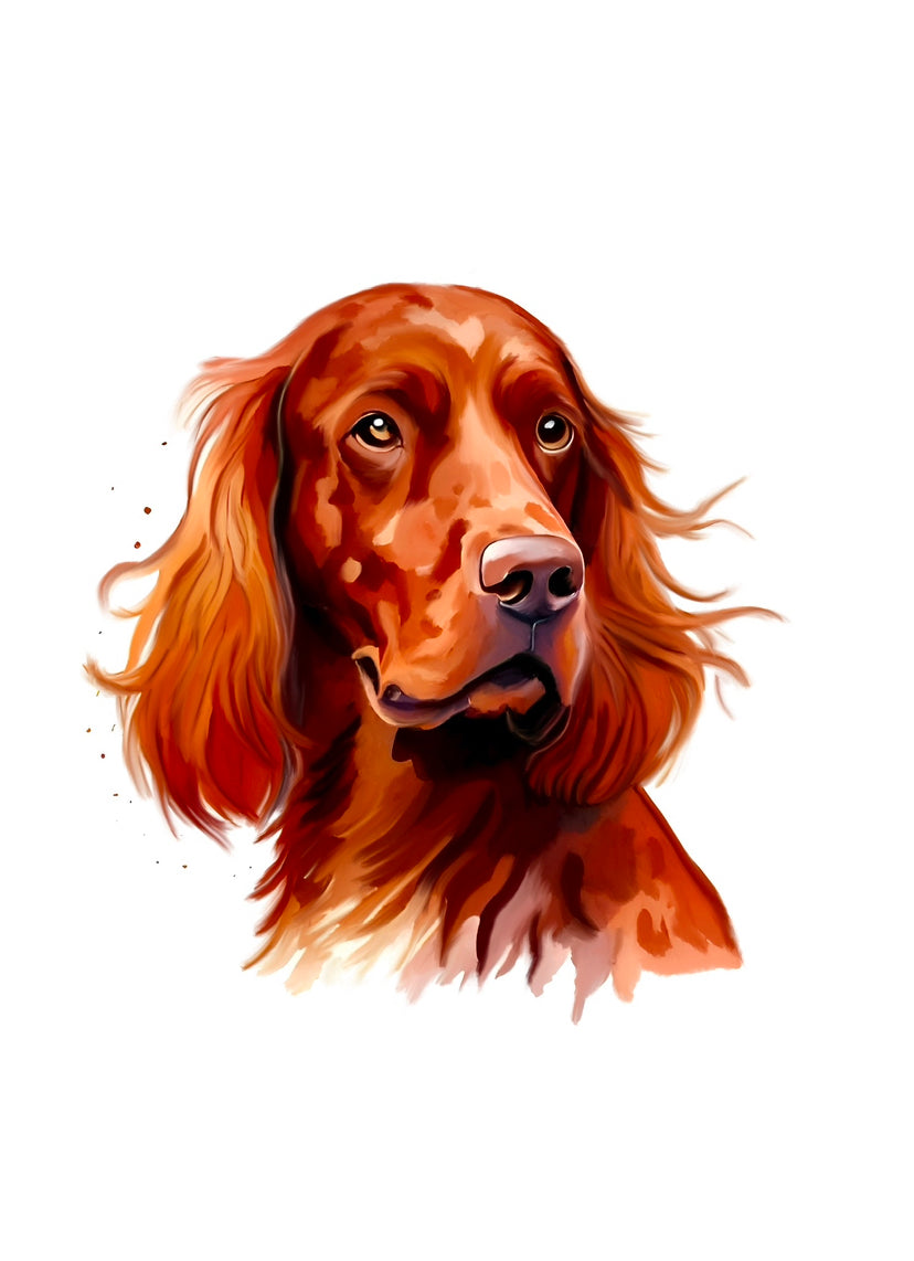 Irish Setter